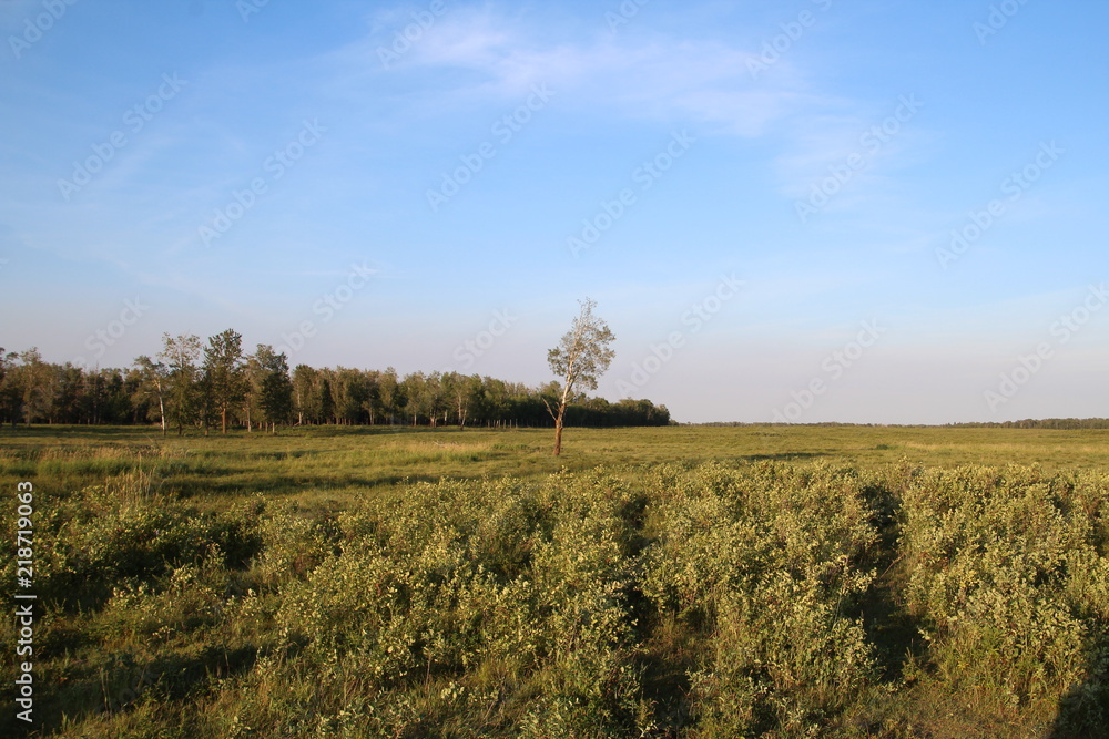 Evening Sun On Plains, Elk Island National Park, Alberta