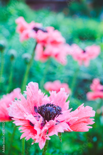 Fototapeta Naklejka Na Ścianę i Meble -  Red poppies in the garden. Selective focus.