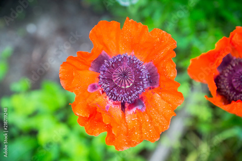 Fototapeta Naklejka Na Ścianę i Meble -  Red poppies in the garden. Selective focus.