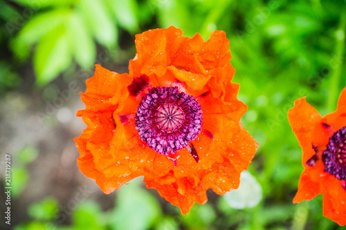 Fototapeta Naklejka Na Ścianę i Meble -  Red poppies in the garden. Selective focus.