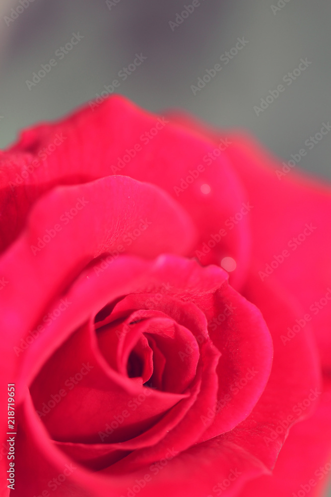 Fototapeta premium beautiful red rose