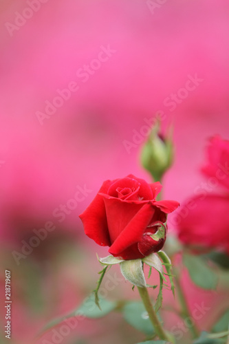 beautiful red rose