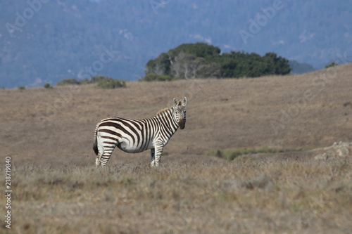 A California Zebra poses 