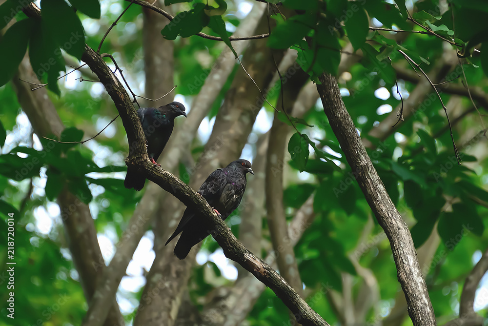 Dove is hanging on a branch to rest. Dove is hanging on a branch to rest.