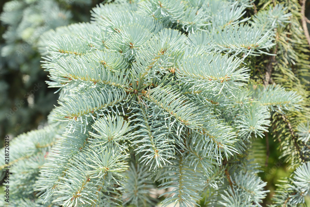 Beautiful blue spruce tree. Close up.