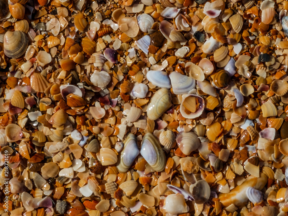 a lot of shells on the shore texture a lot of shells on the shore texture