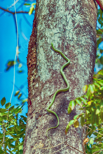 Green snake