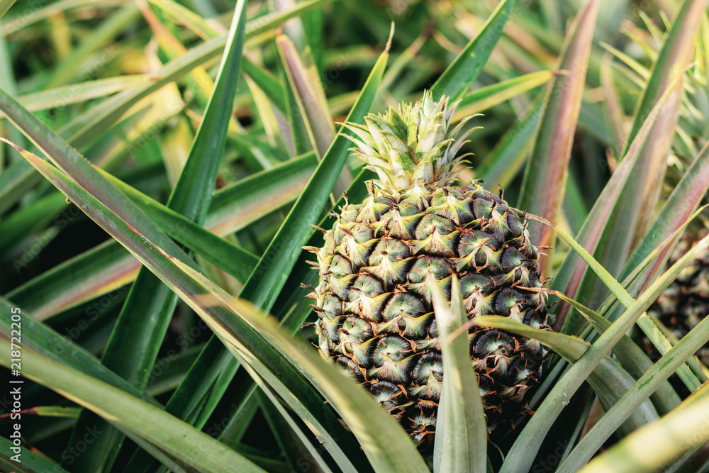 Fototapeta premium Pineapple on plantation.
