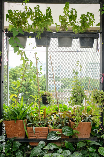 Hanging potted plant in a garden in plastic and orange clay pot 