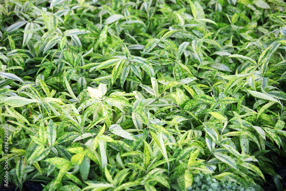 natural green tropical leaves background. natural green tropical leaves background.