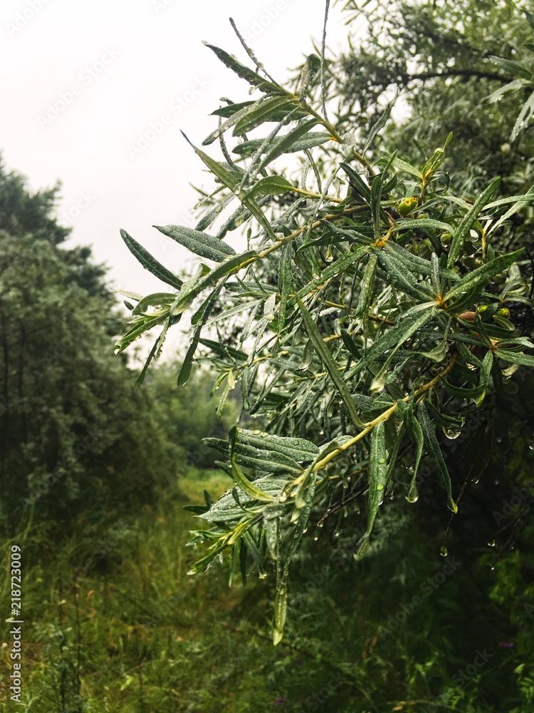 Fototapeta premium Rainy days