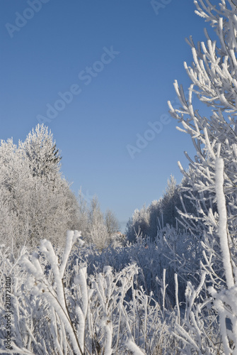 winter landscape 