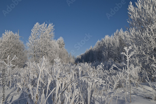 winter landscape 