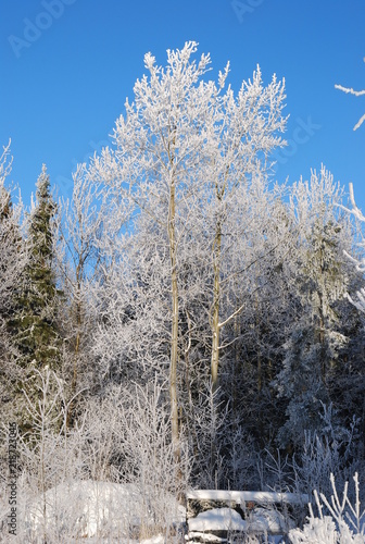 winter landscape 