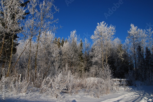 winter landscape 