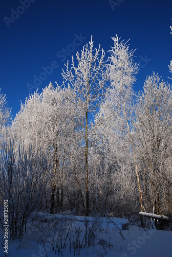 winter landscape 