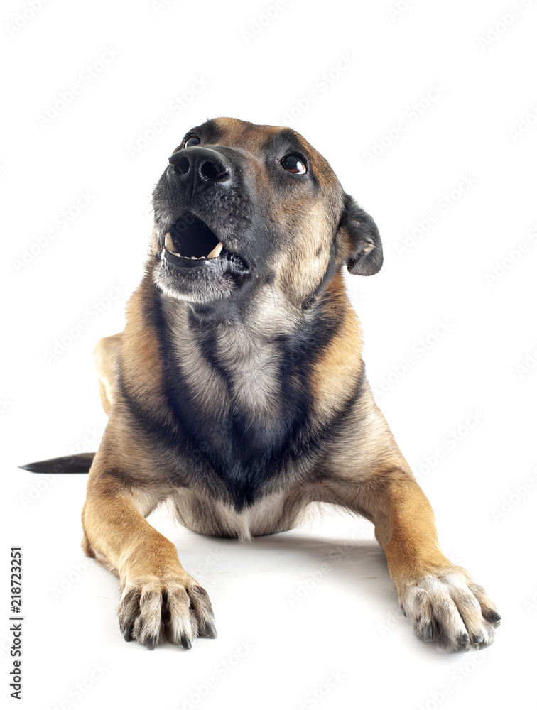 malinois in studio malinois in studio