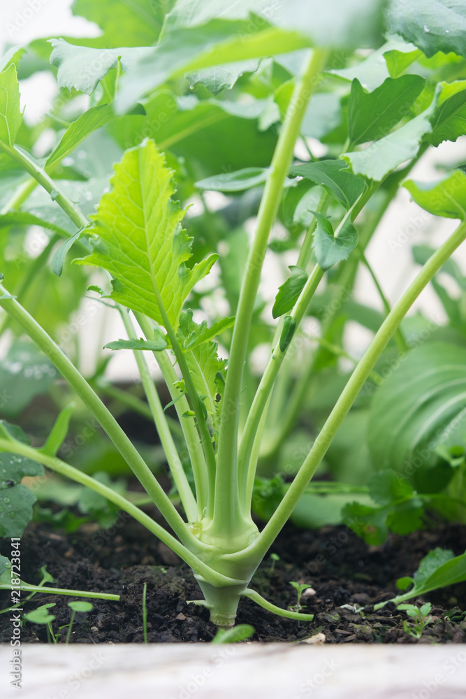 Obraz premium Kohlrabi brassica vegetable side view - growing in soil in garden bed