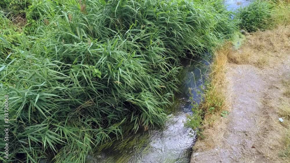 Camera slowly tilt up. Grass and reed over small stream with flowing water Camera slowly tilt up. Grass and reed over small stream with flowing water