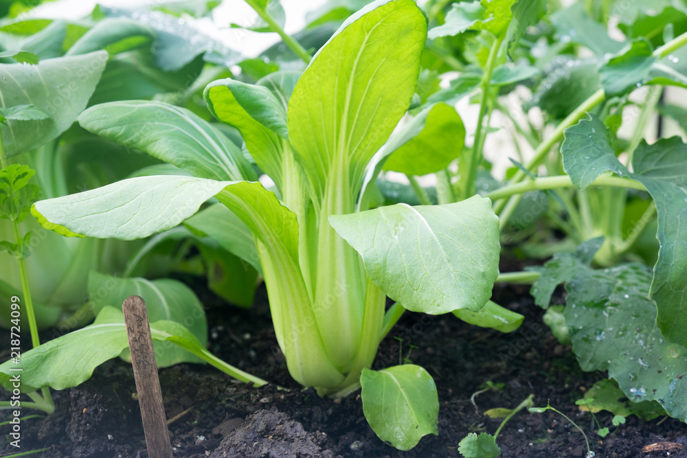 Bok choy - also known as pak choi, pok choi or Chinese cabbage - growing in Brassica patch of garden bed Bok choy - also known as pak choi, pok choi or Chinese cabbage - growing in Brassica patch of garden bed