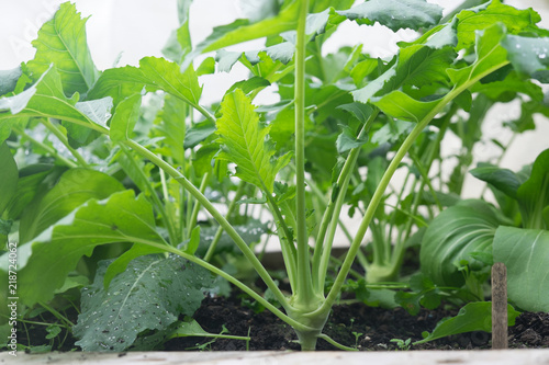 Leafy greens - Brassica vegetables growing in garden bed - kohlrabi and pak choi  chinese cabbage 