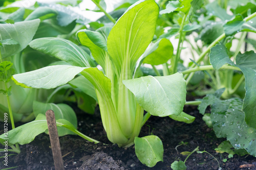 Bok choy - also known as pak choi, pok choi or Chinese cabbage - growing in Brassica patch of garden bed