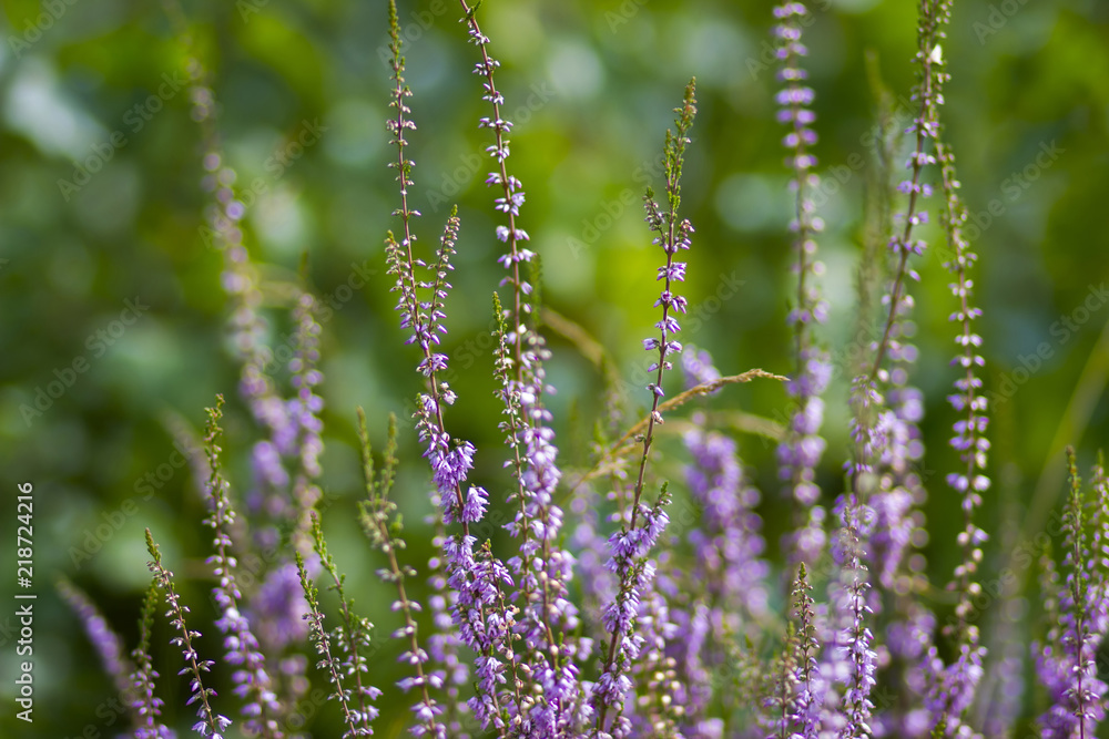Blooming heather in National Park Maasduinen in the Netherlands Blooming heather in National Park Maasduinen in the Netherlands