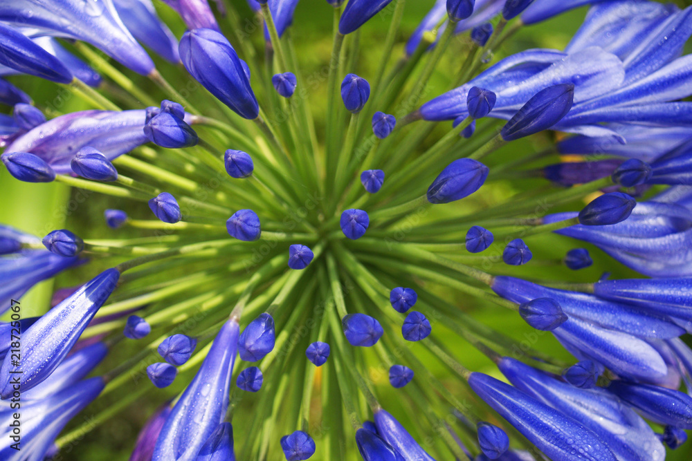 Obraz premium blossoming of blue lilies flower