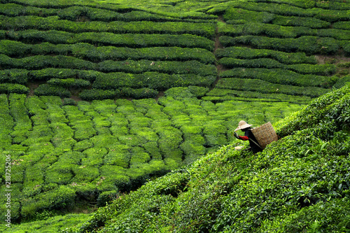 Canvas Print Worker picking tea leaves in tea plantation