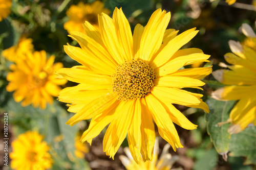 Sonnenauge  Heliopsis