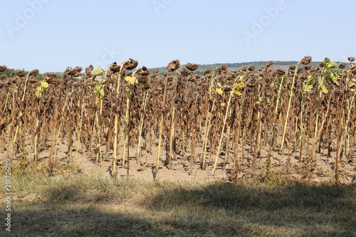 Ernteausfall - durch anhaltende Hitze und Dürre völlig vertrocknetes Sonnenblumenfeld