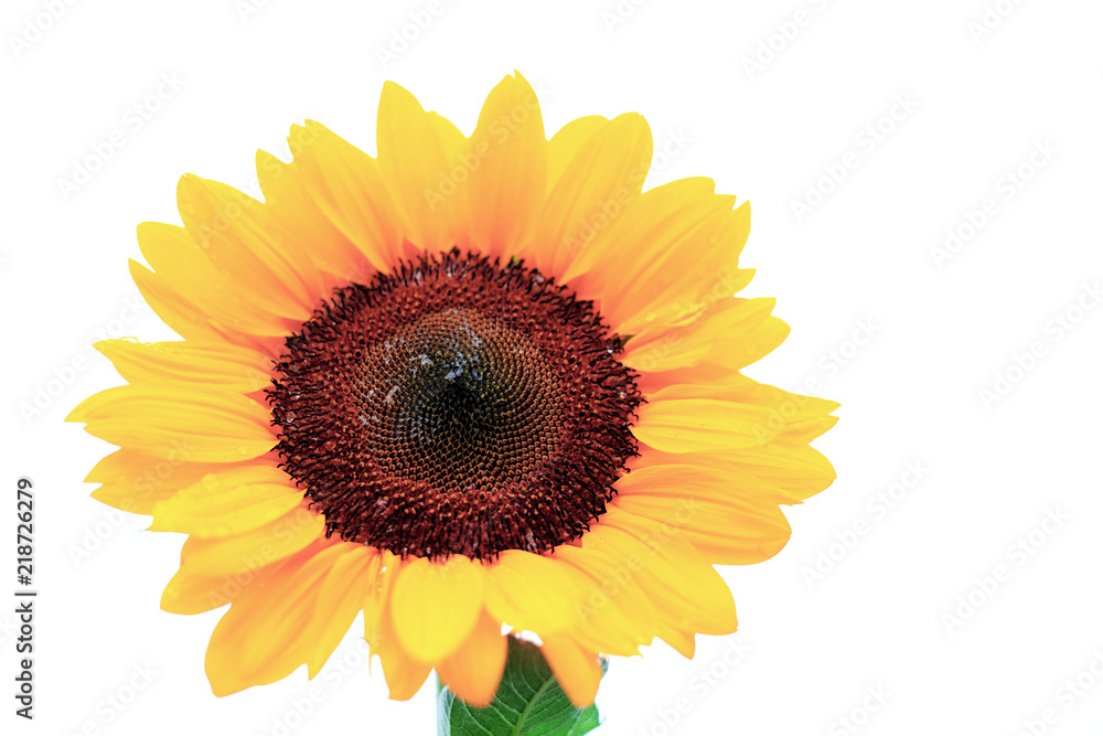 Fototapeta premium Sunflower on white background.