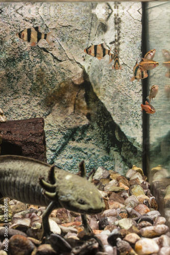 Fish in aquarium and axolotl in the foreground.