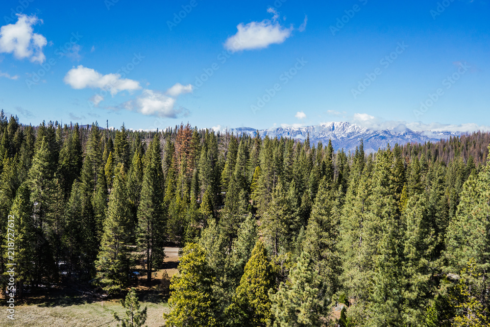 Pine Forest and Snow-Covered Mountains