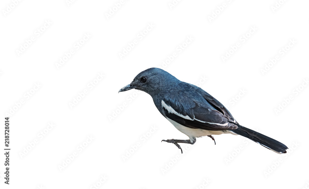 Oriental Magpie Robin or Copsychus Saularis Isolated on White Background, Clipping Path Oriental Magpie Robin or Copsychus Saularis Isolated on White Background, Clipping Path