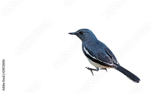 Oriental Magpie Robin or Copsychus Saularis Isolated on White Background, Clipping Path © backiris