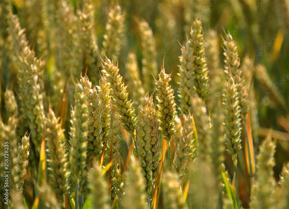 In the field of wheat winter wheat