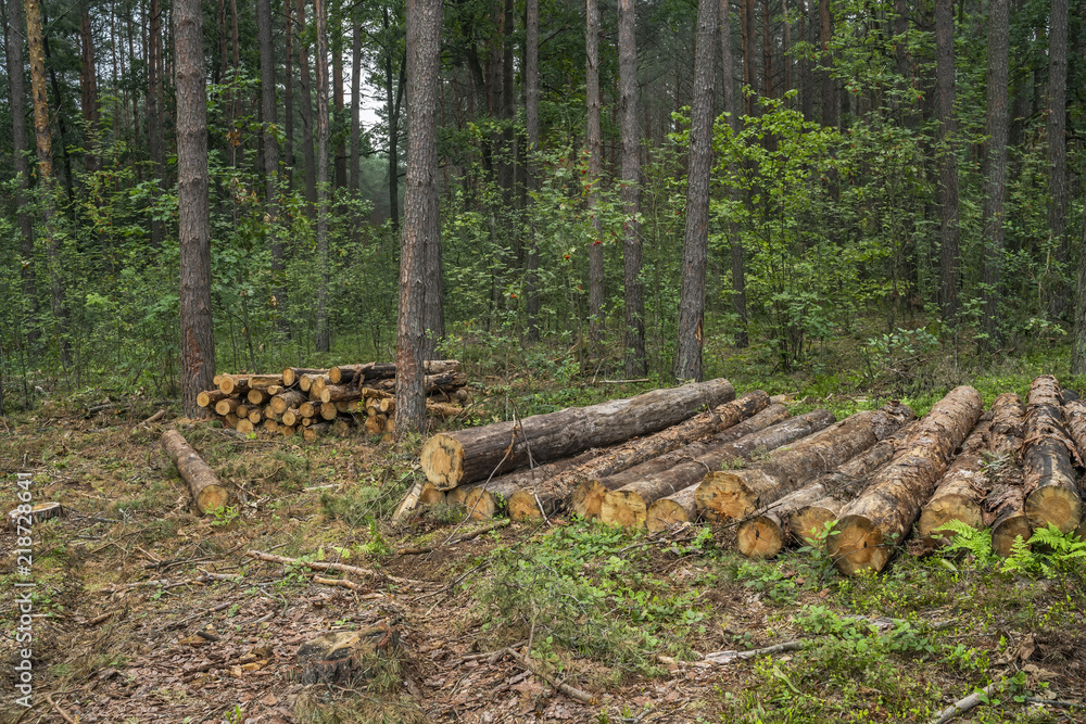 Deforestation concept. Stumps, logs and branches of tree after cutting down forest Deforestation concept. Stumps, logs and branches of tree after cutting down forest