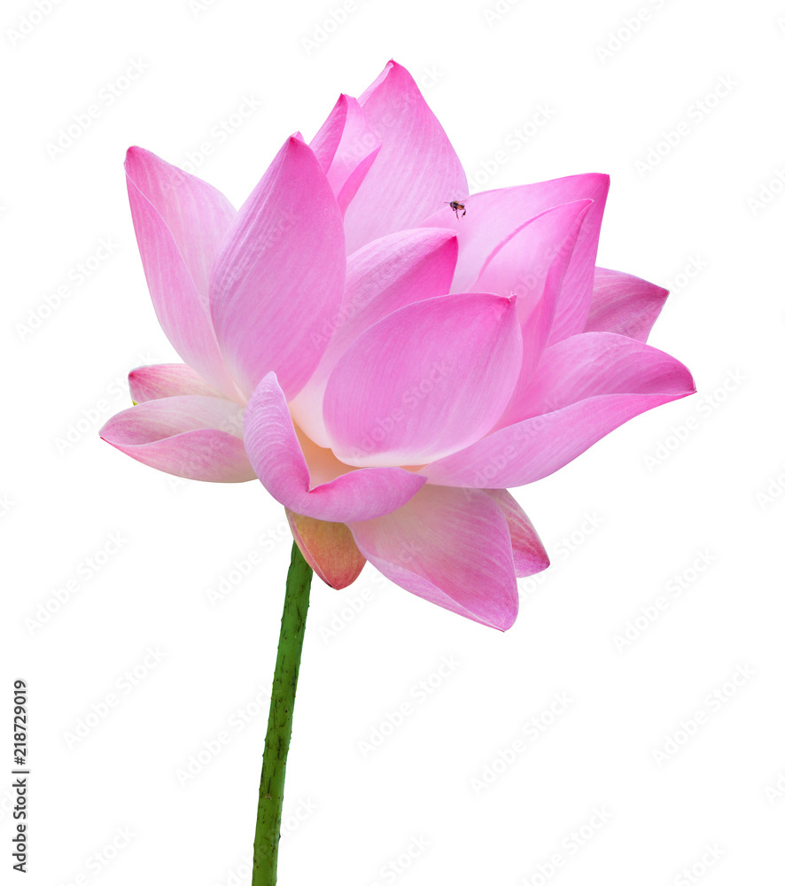 Close up pink lotus flower high resolution isolated on white background