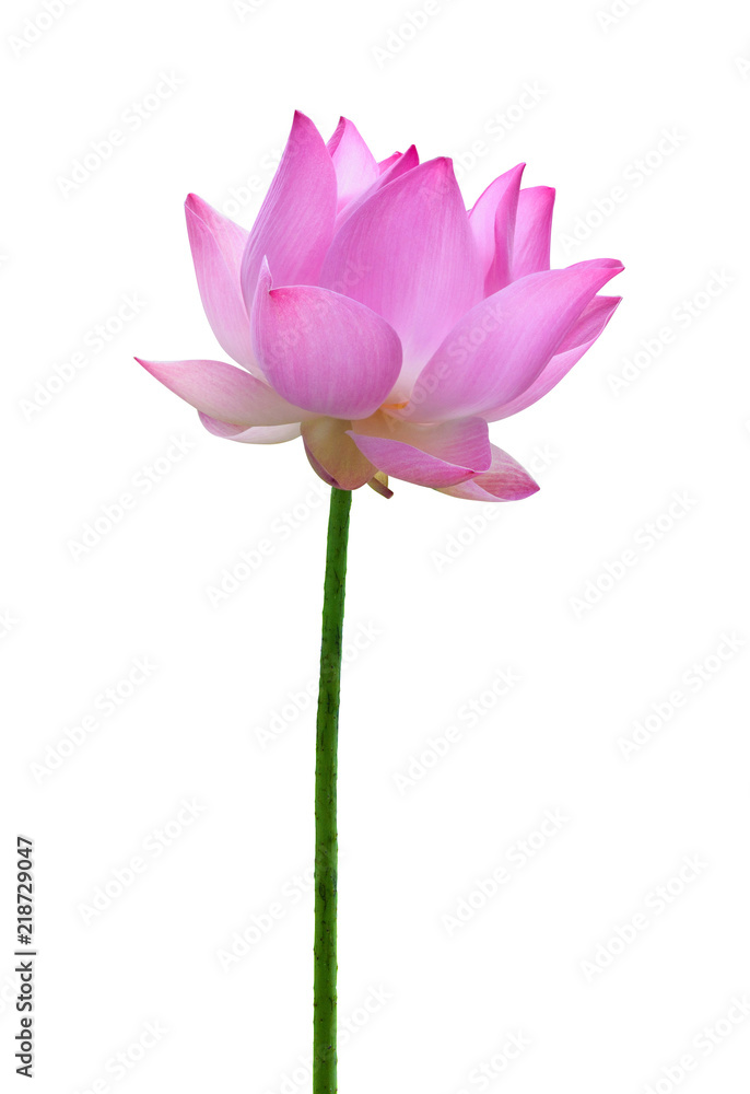 Close up pink lotus flower high resolution isolated on white background Close up pink lotus flower high resolution isolated on white background