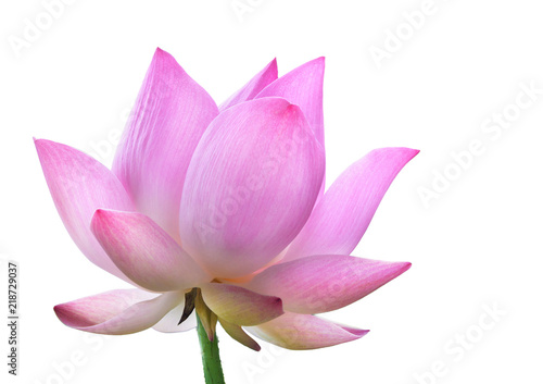 Close up pink lotus flower high resolution isolated on white background