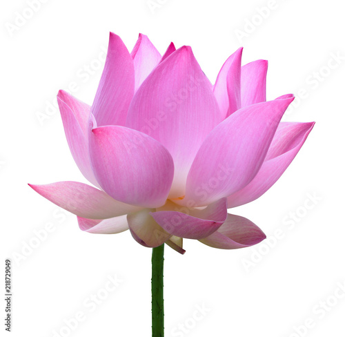 Fototapeta Naklejka Na Ścianę i Meble -  Close up pink lotus flower high resolution isolated on white background
