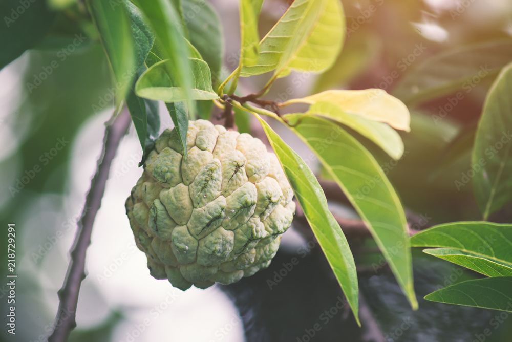 Fototapeta premium Custard apple