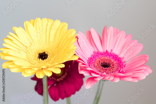 beautiful gerbera flowers. red yellow pink on a gray background