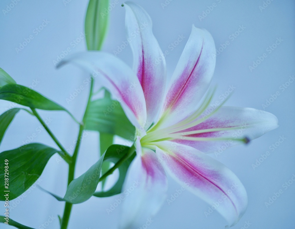 Fototapeta premium ユリ