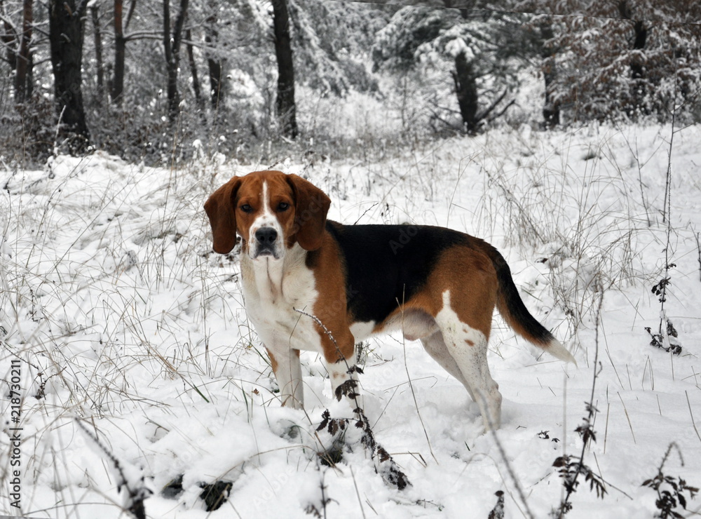 Hunting dog in the winter forest Hunting dog in the winter forest