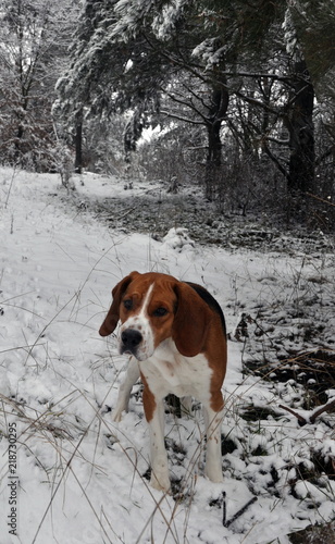 Hunting dog in the winter forest © orestligetka