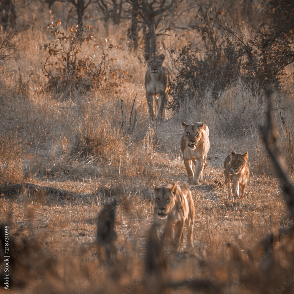 Obraz premium African lion in Kruger National park, South Africa
