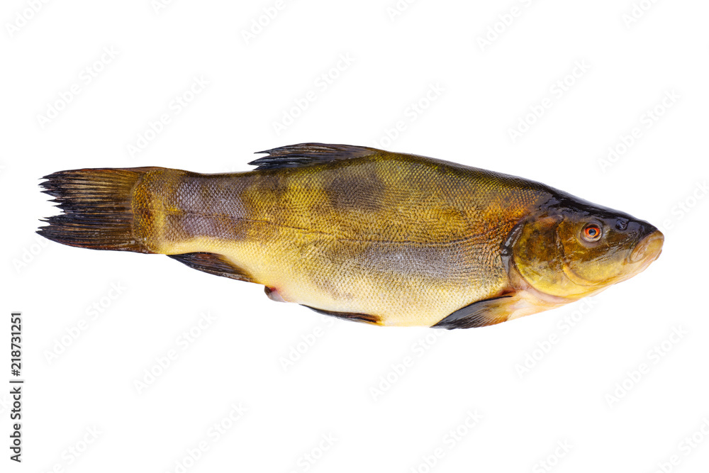 Fresh tench fish