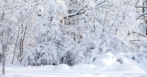 Snowfall in the park, winter weather scene, snow covered trees landscape.